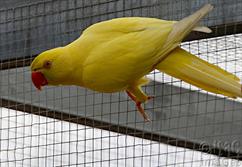 Indian Ringneck parrot Female